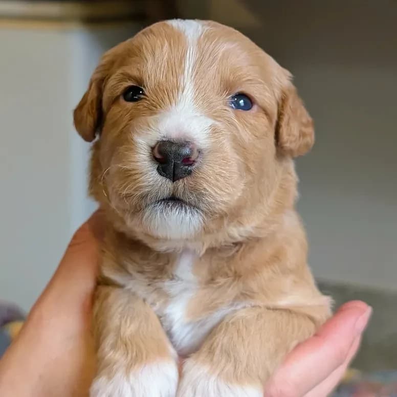 Élevage Pattes d'ours _ Leia (light pink)
