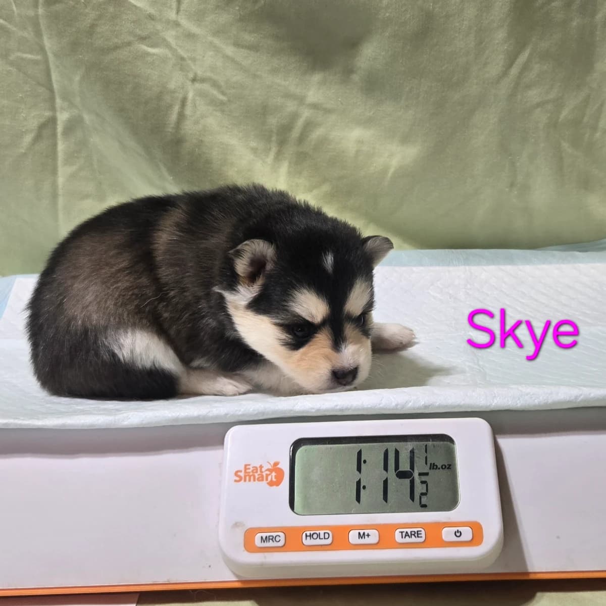 F3 pomsky puppy