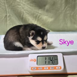 F3 pomsky puppy