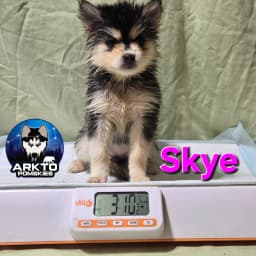 F3 pomsky puppy