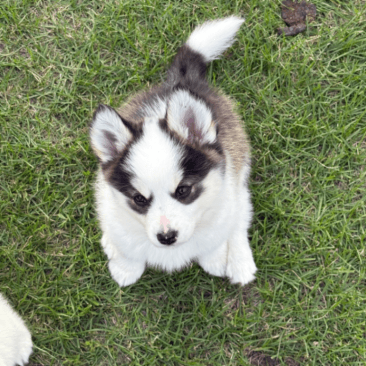 Tarot