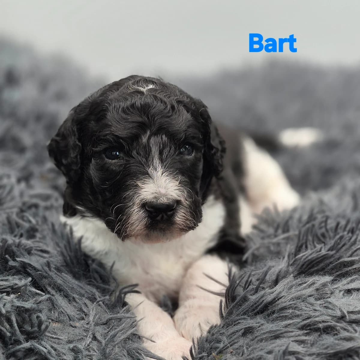 Labradoodle Puppies coming May 10th (Copy)