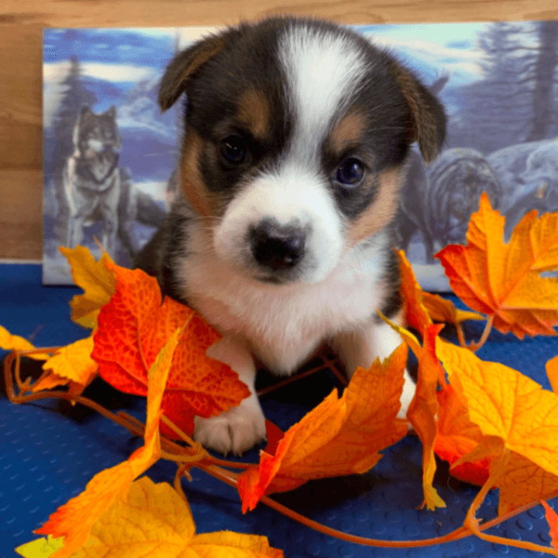 Corgi