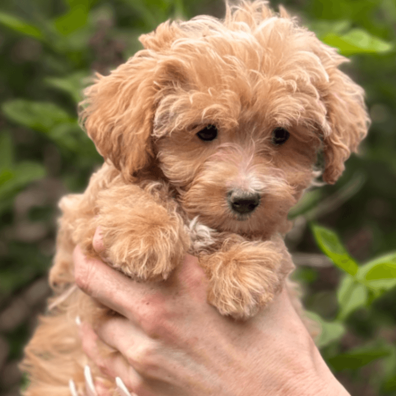 Adorable MaltiPoo
