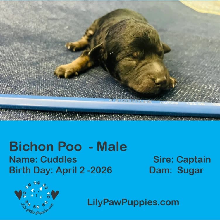 Adorable Black Phantom Bichon Poo - Cuddles- Male