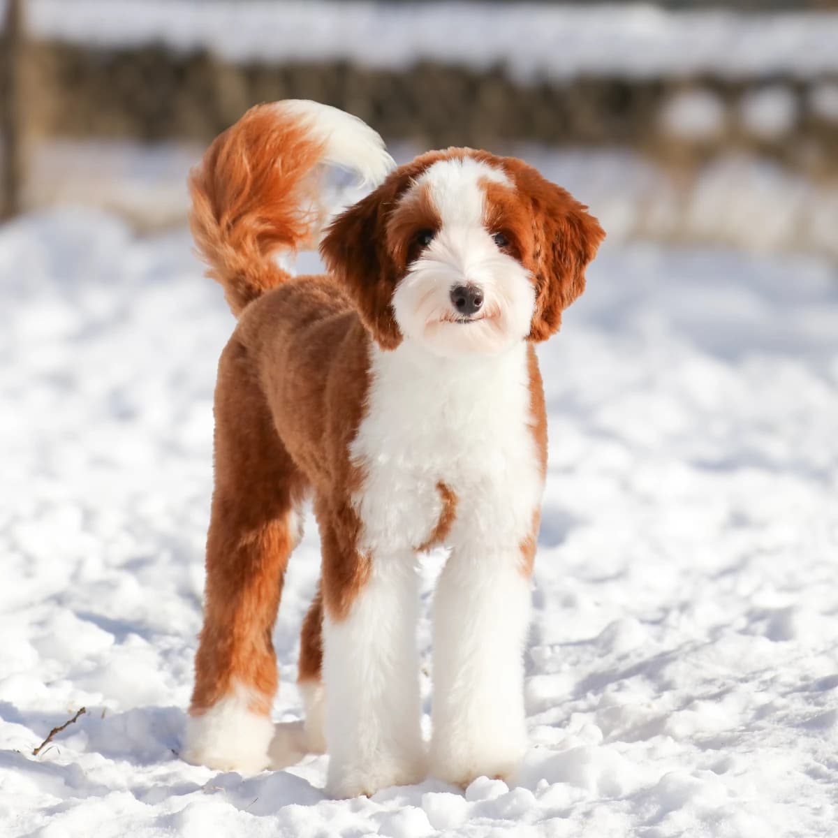Tiny Multigen Aussiedoodle (10-20 lbs)