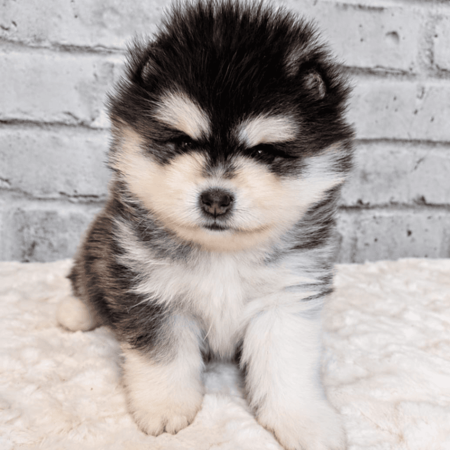 Astro