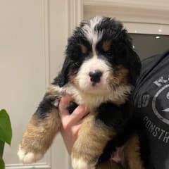 Bernese Mountain Dog Puppies