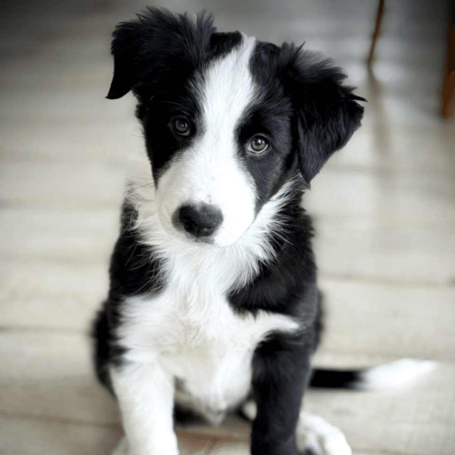 Border Collie puppy