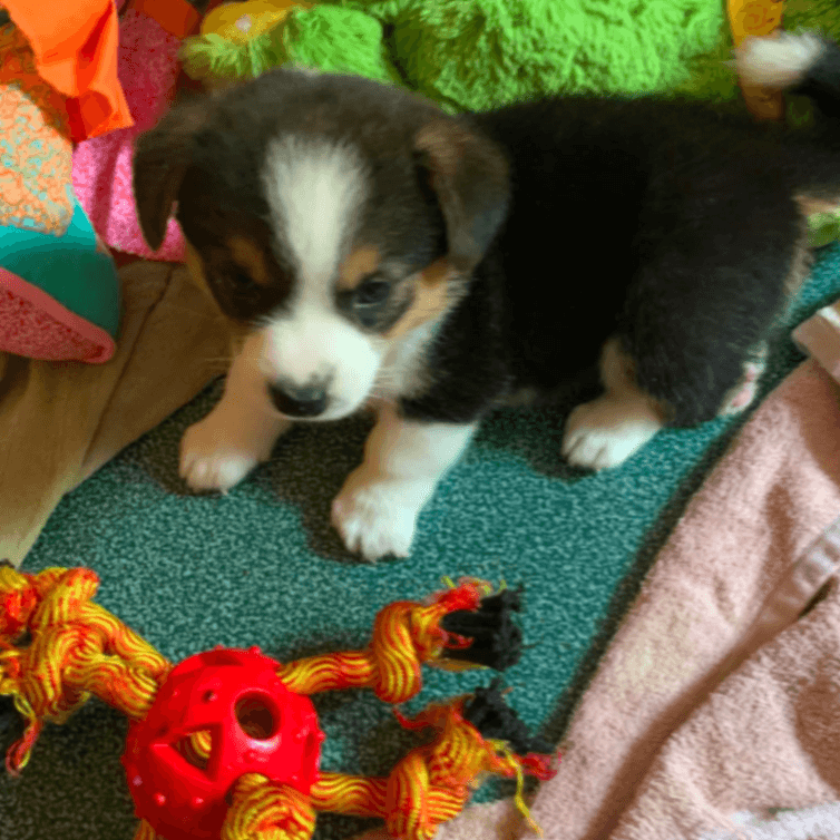Corgi