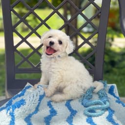 "Blue Boy" Bichon Frise puppy