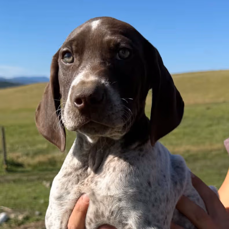 10 weeks old