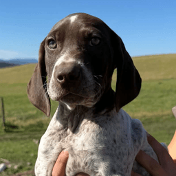 10 weeks old