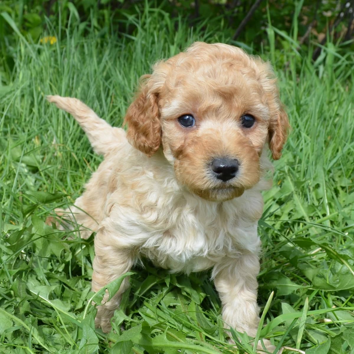 Nugget