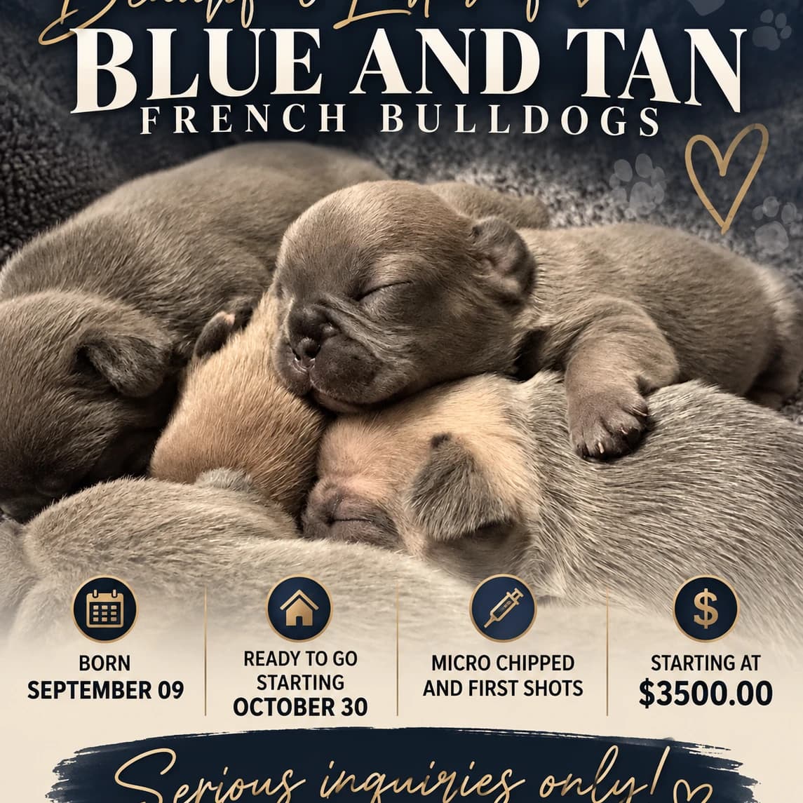 Beautiful Tan and Blue French Bulldog Puppies 2026