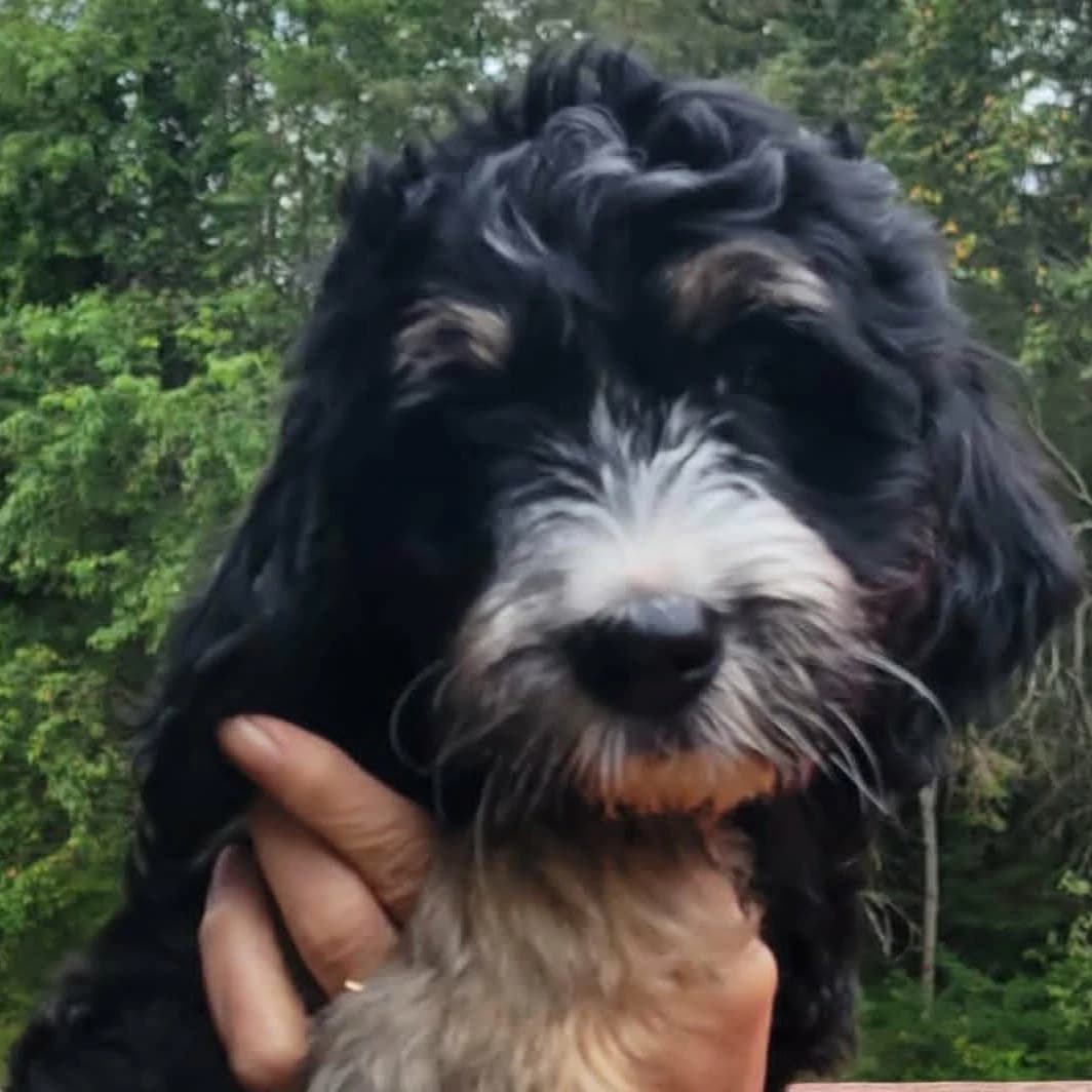 DNA tested Bernedoodles