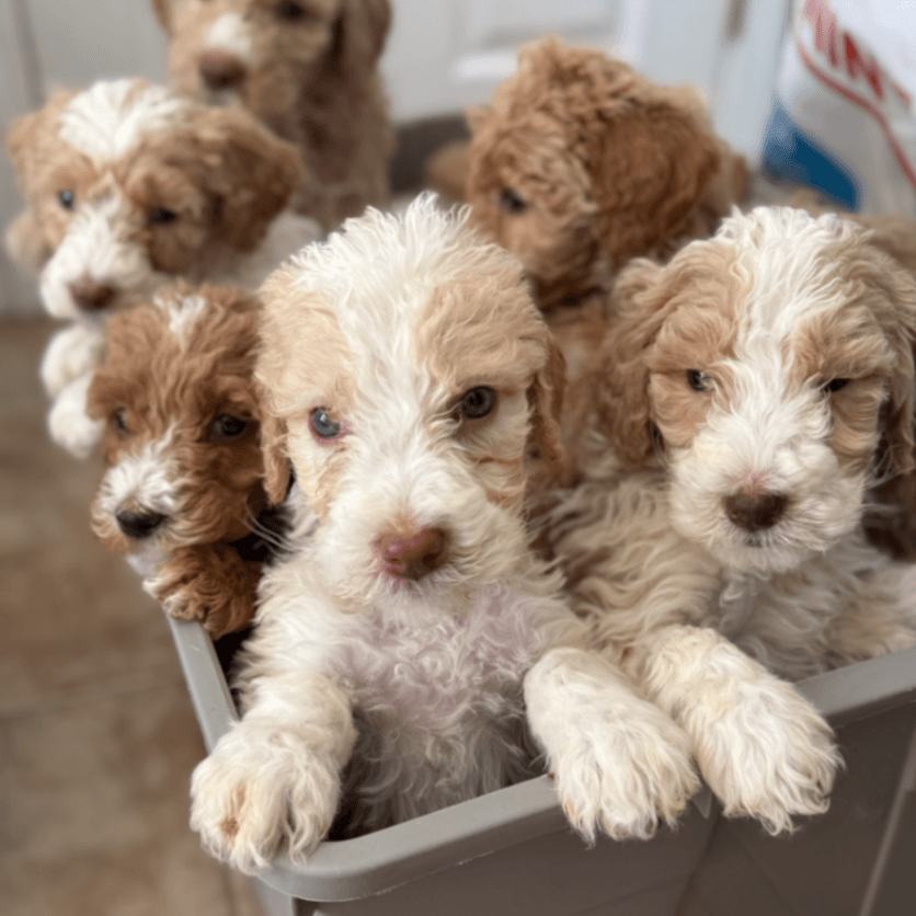 F1BB medium Saintberdoodles boys and girls available