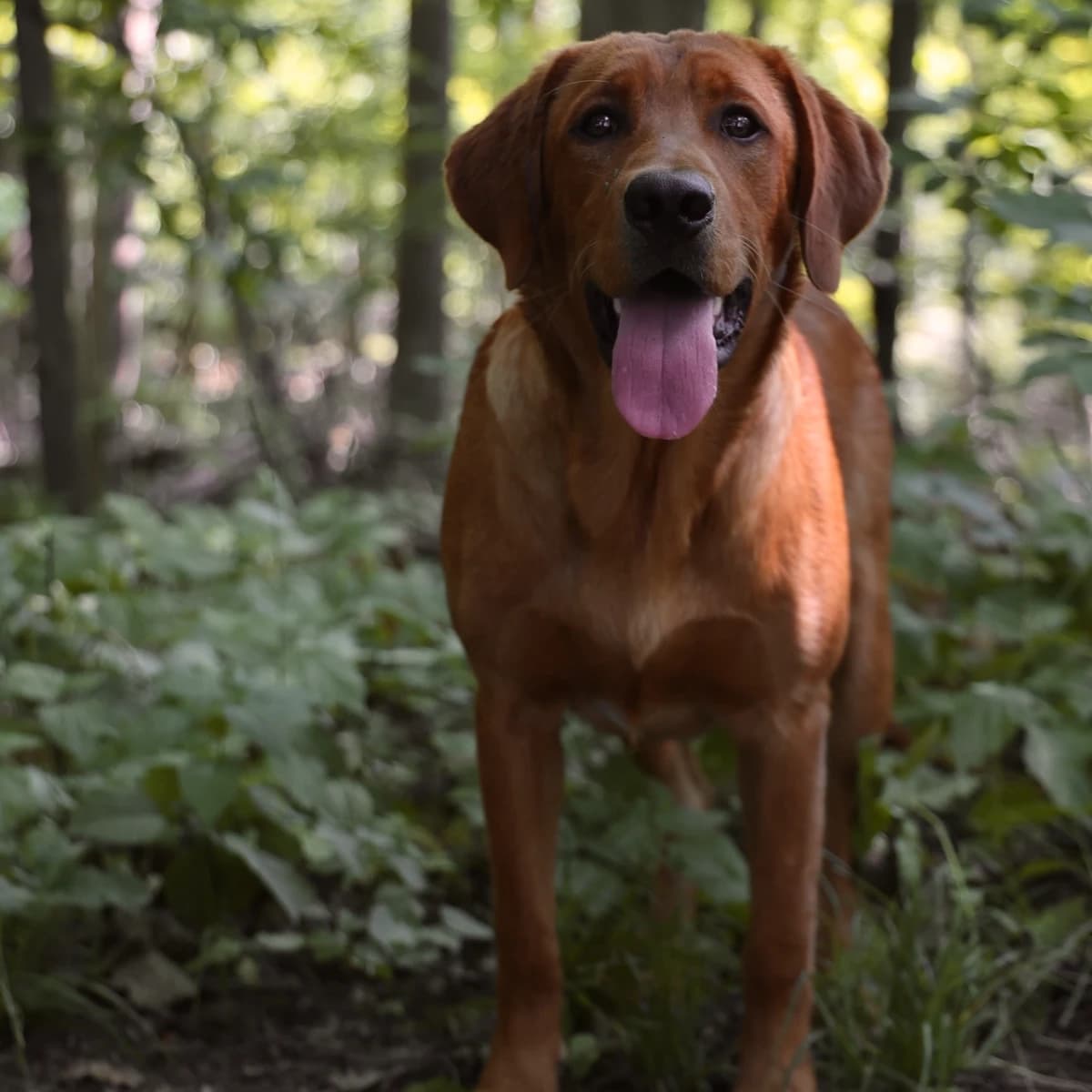 Leo -Goldador (Golden Retriever/Labrador Retriever Cross)