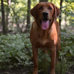 Leo -Goldador (Golden Retriever/Labrador Retriever Cross)