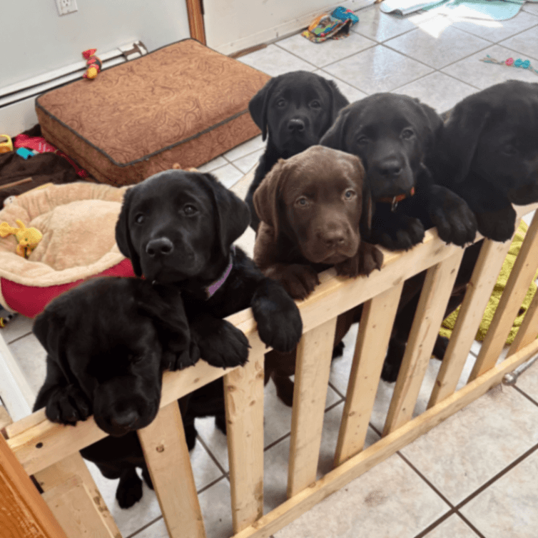 CKC Registered Purebred Labrador Retriever Puppies