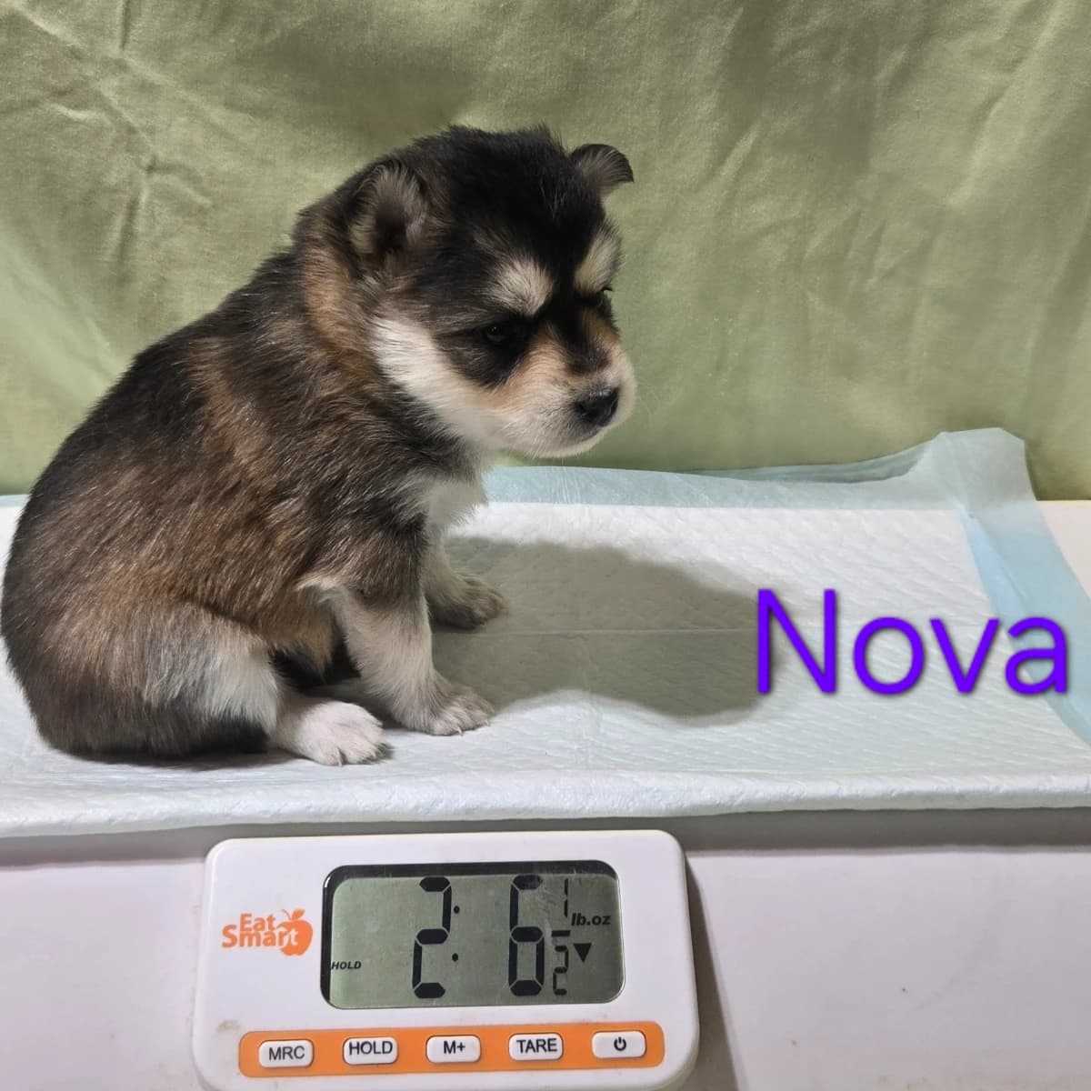 F3 pomsky puppy