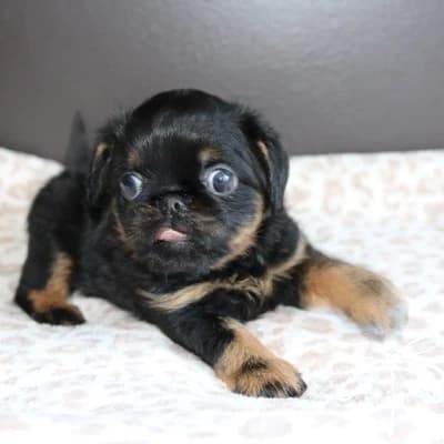 Black and tan rough coat male Brussel griffon