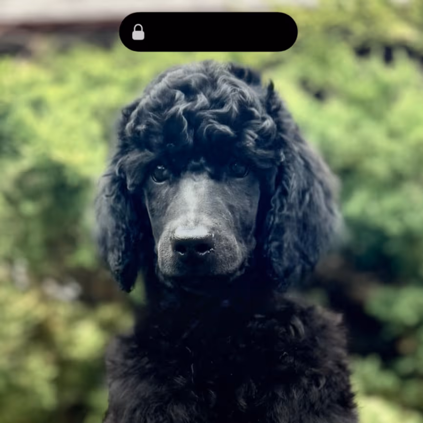 Standard poodle black male