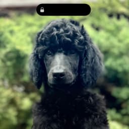 Standard poodle black male