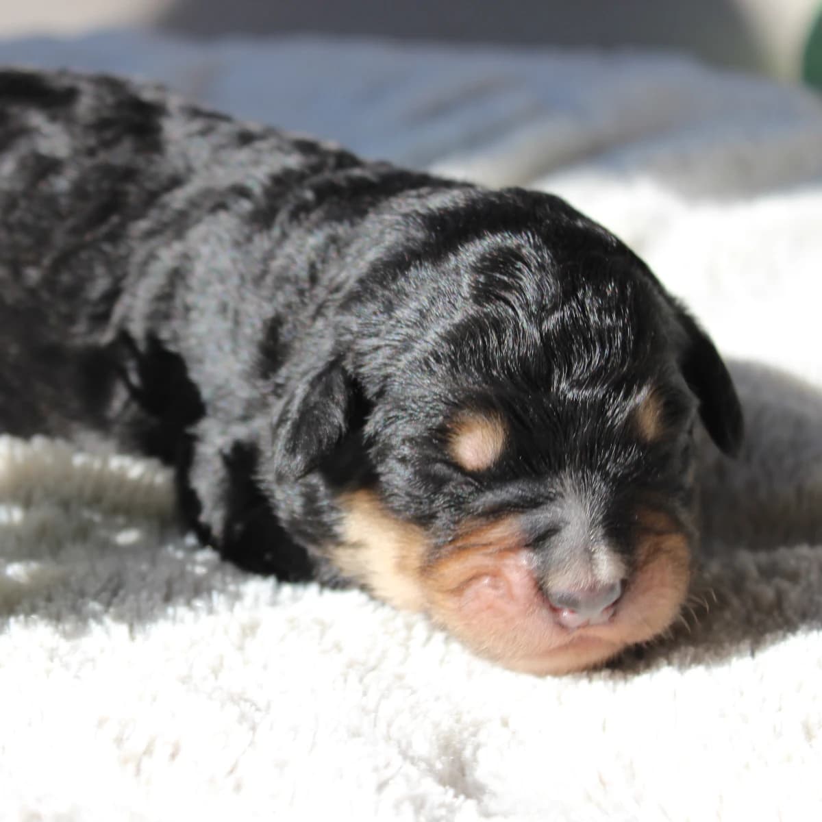Stunning Standard Bernedoodle