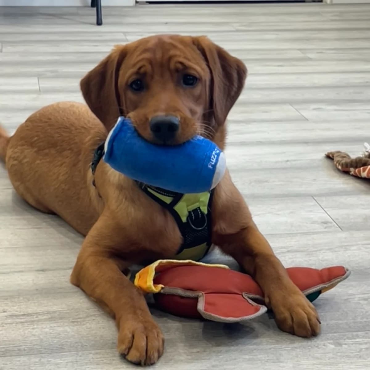 Stella -Goldador Pup