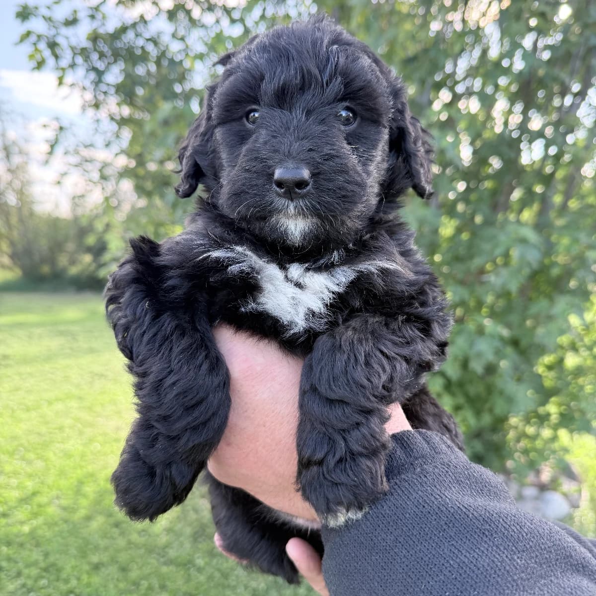 READY TO BE HOMED: F1 BERNEDOODLE PUPPIES AVAILABLE