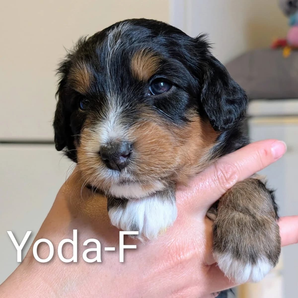 Élevage Pattes d'ours _ Yoda (yellow)