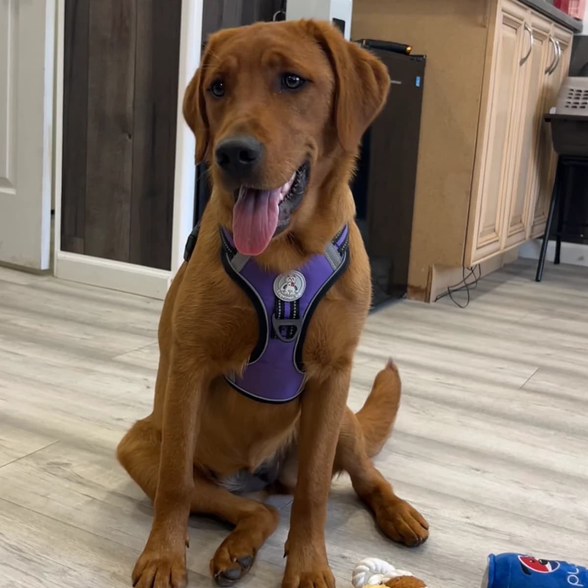 Juno -Golden Retriever/Labrador Retriever Cross