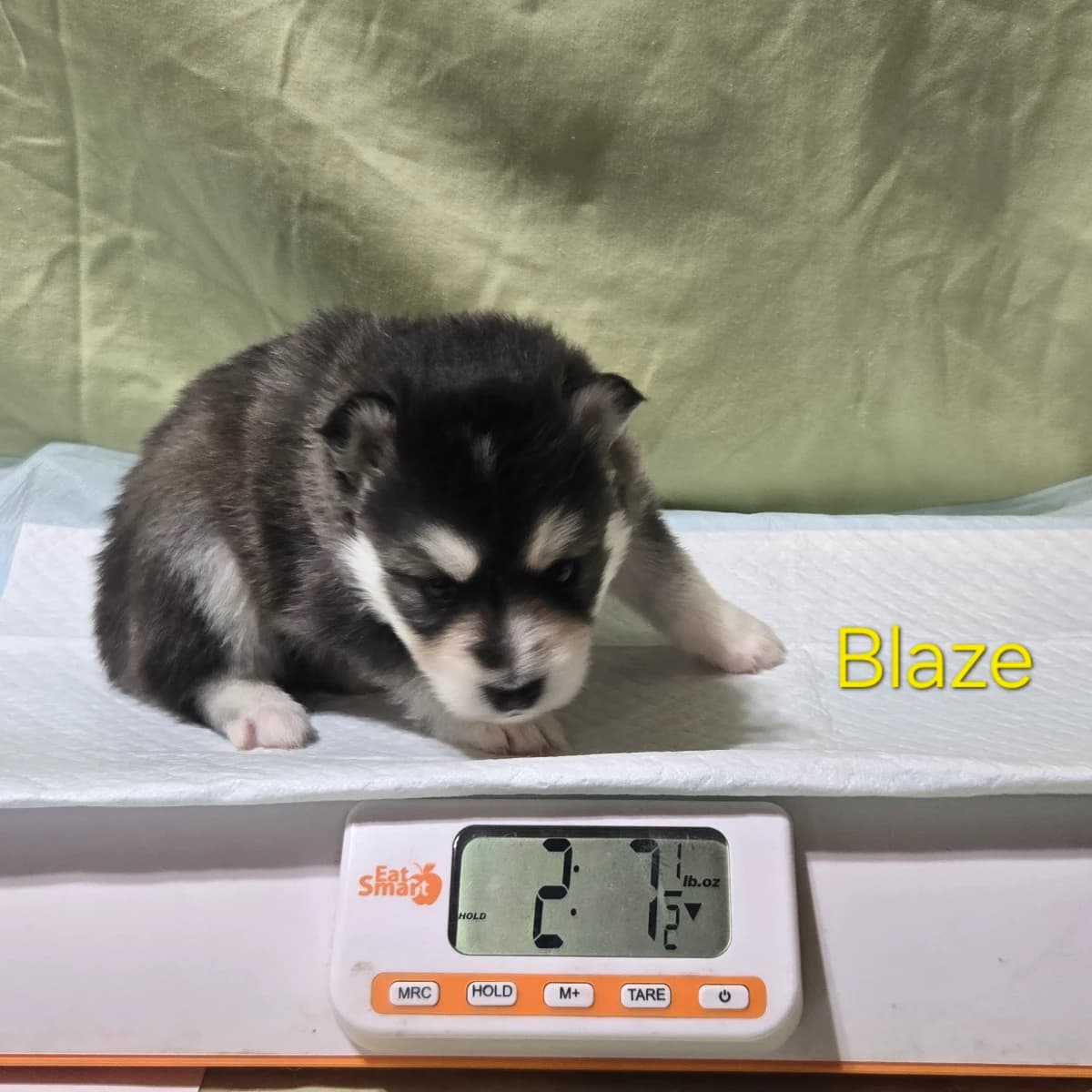 F3 pomsky puppy