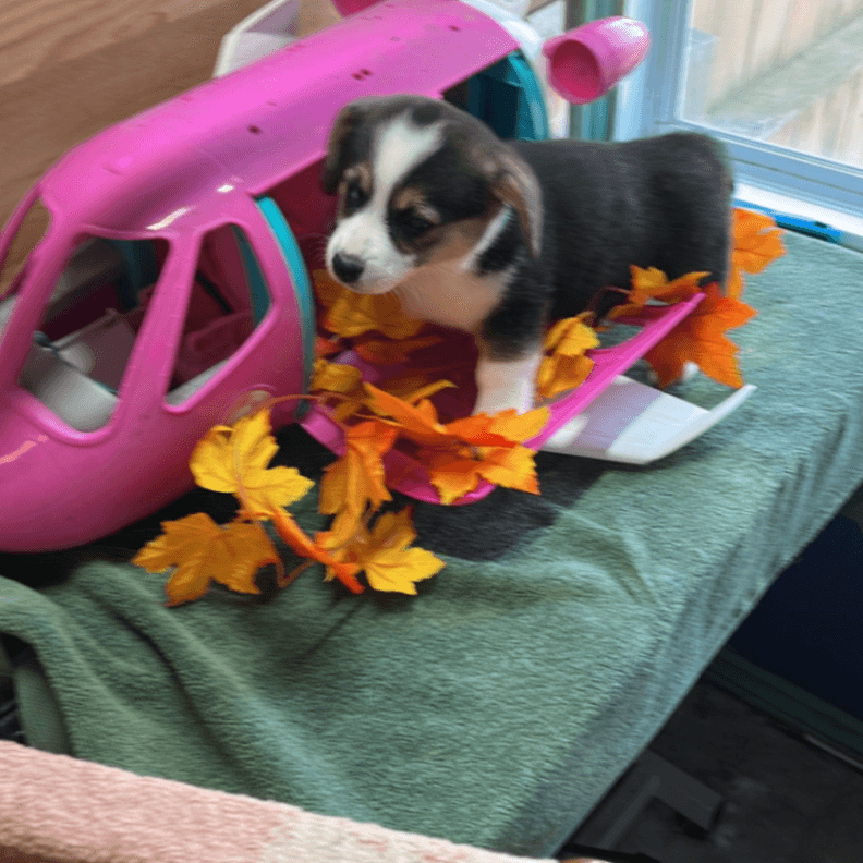 Corgi