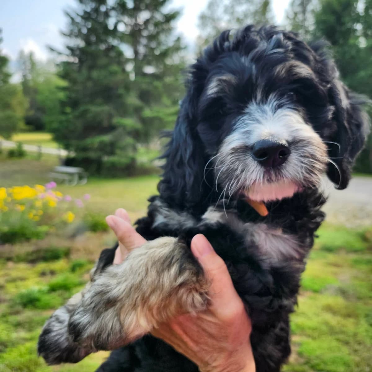 DNA tested Bernedoodles