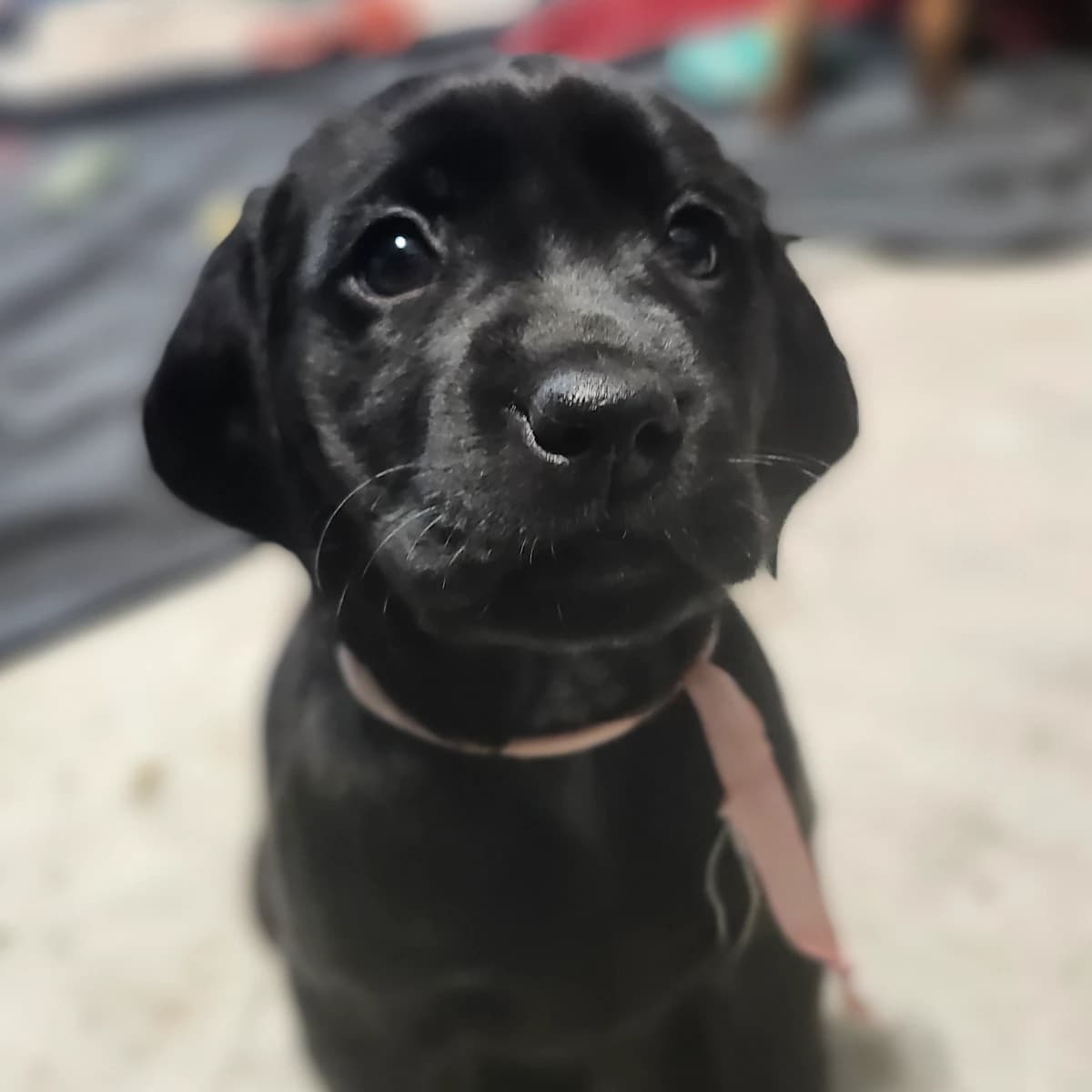 Female black labrador pup