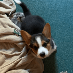 Corgi