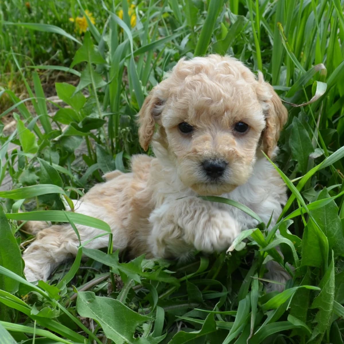 Peanut