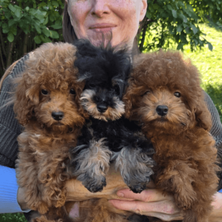 Toy Poodle