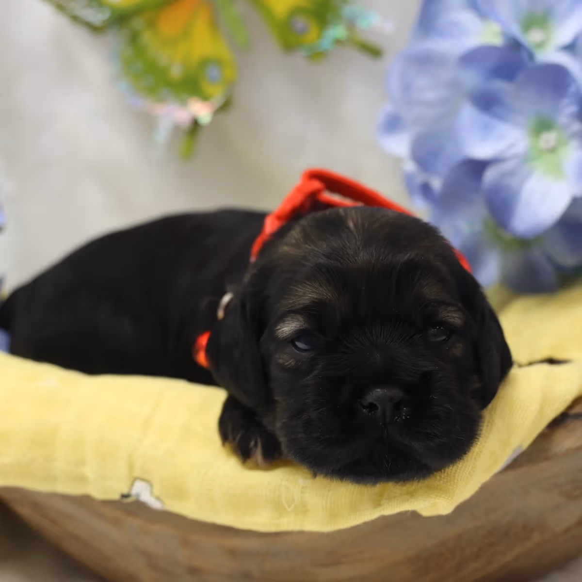 American Cocker Spaniel ~Snax