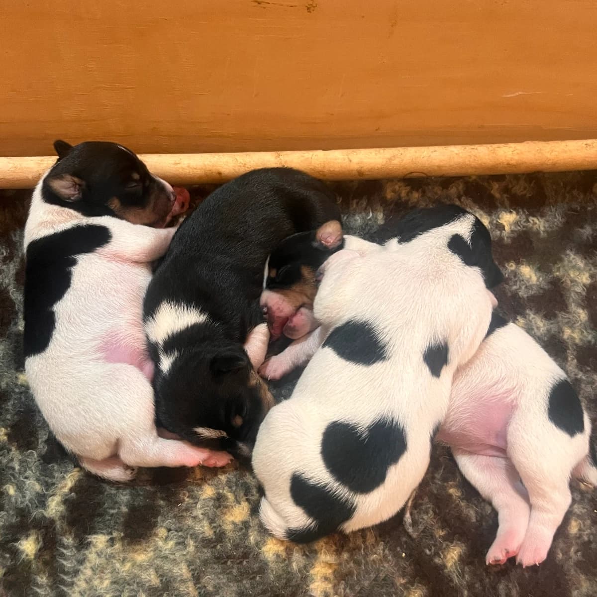 Rat Terrier Litter - Females Available