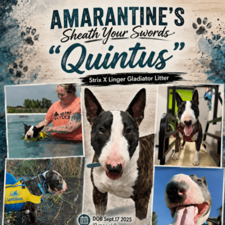 CKC Reg Miniature Bull Terrier