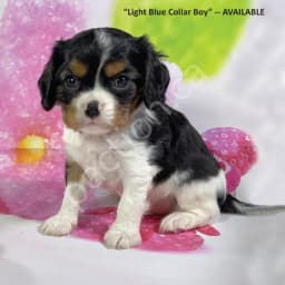 Ella's Puppies 2025