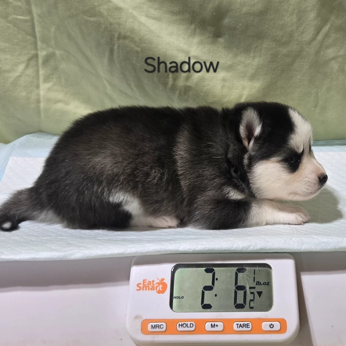 F3 pomsky puppy