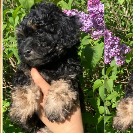 Adorable Black Bichon-Poo - Bubbles - Female