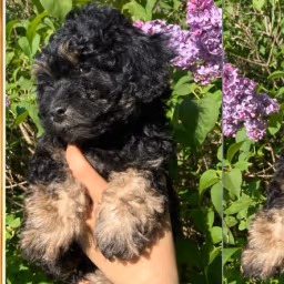 Adorable Black Bichon-Poo - Bubbles - Female