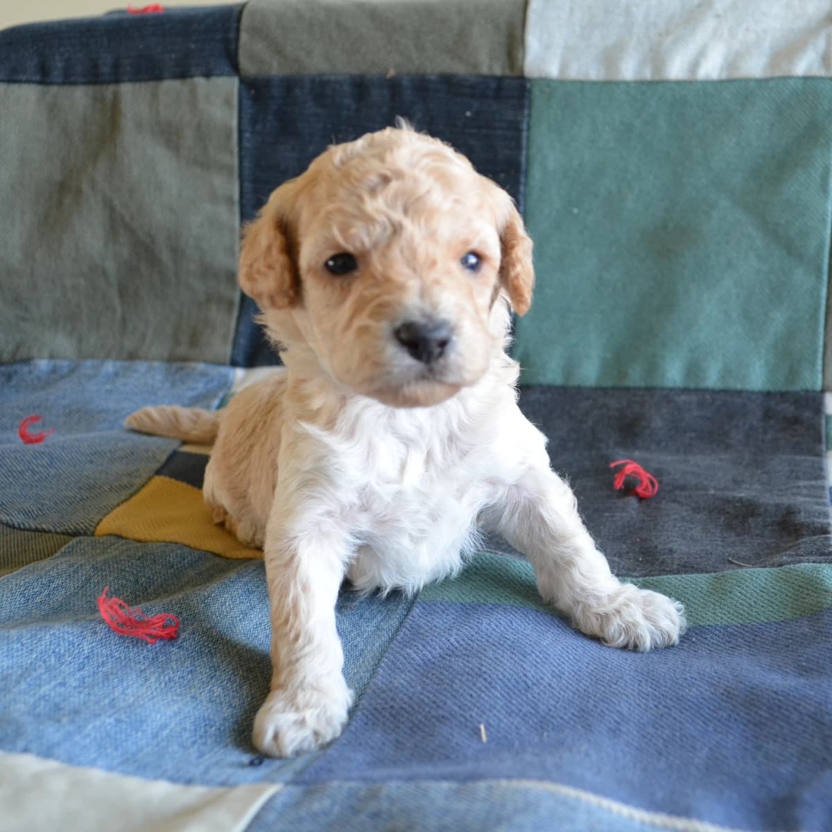 Peanut