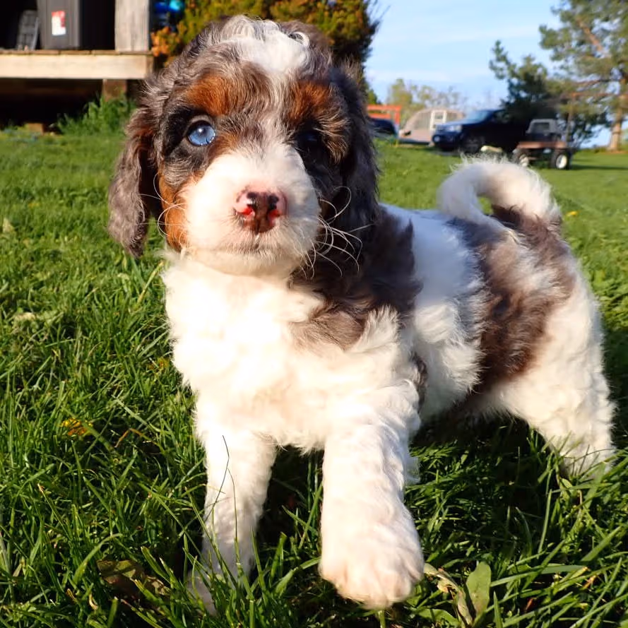 Rosie - Striking Rare Tri-Phantom Parti-Phantom Blue Merle