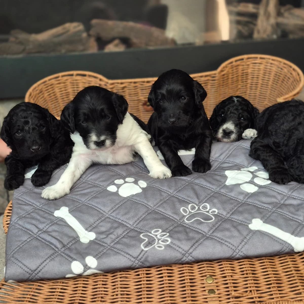Spring 2027 Labradoodle Puppies (Copy)